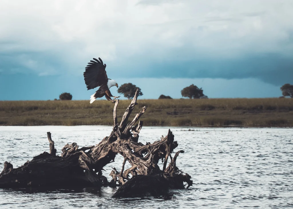 Botswana - Fish Eagle Safari - Camping Safari
