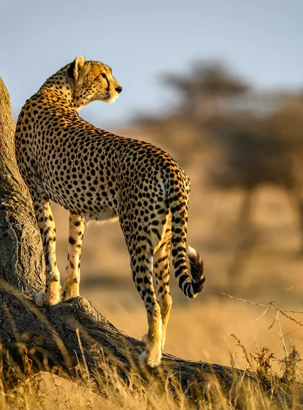 Kenya - Safari Masai Mara