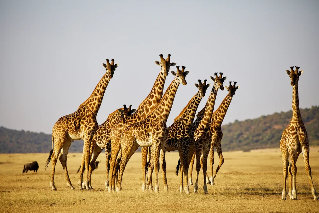 Giraffe Masai Mara Kenya
