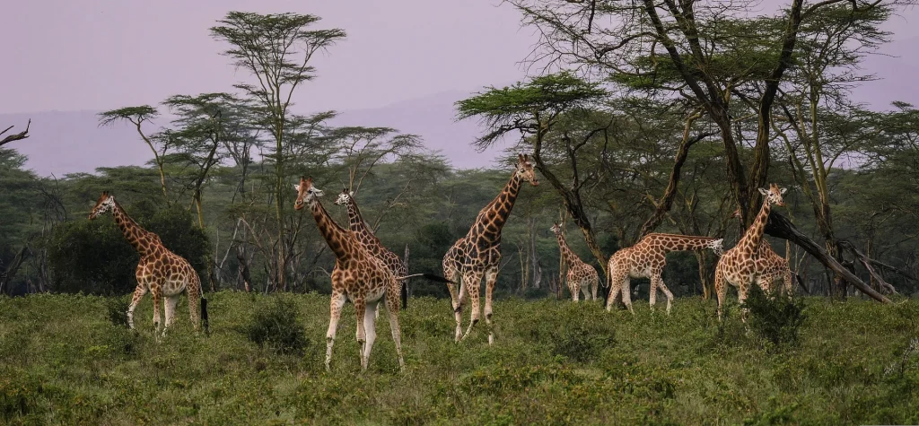 Giraffe Lake Nakuru