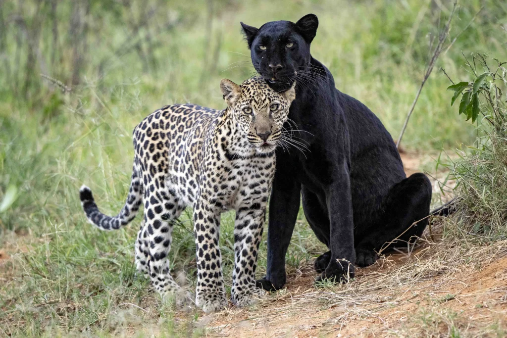 Kenya: Sulle tracce del Leopardo Nero