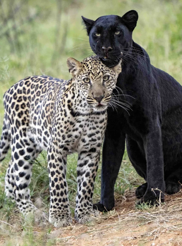 Kenya: Sulle tracce del Leopardo Nero