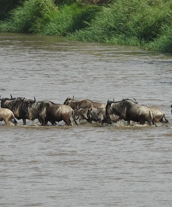 Tanzania - Speciale migrazione Mara