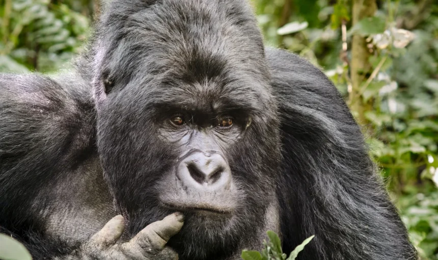 Uganda o Ruanda? Parliamo di gorilla tracking!