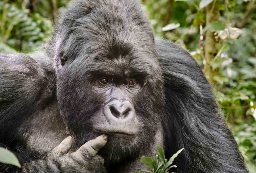 Uganda o Ruanda? Parliamo di gorilla tracking!