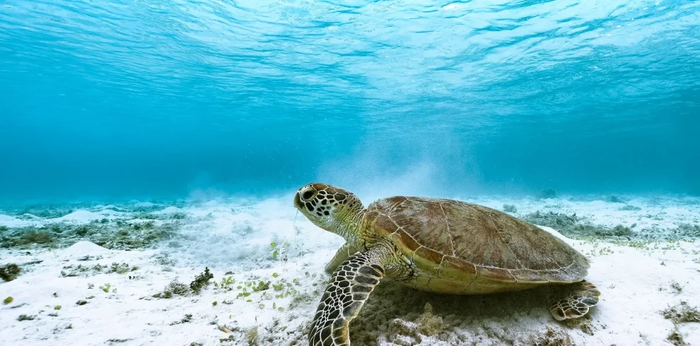 Oman - Disegni di sabbia