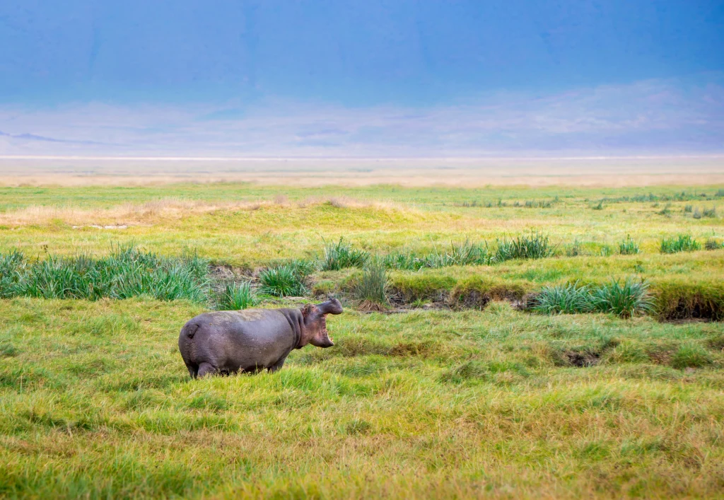 Tanzania - Le grandi pianure e Ngorongoro