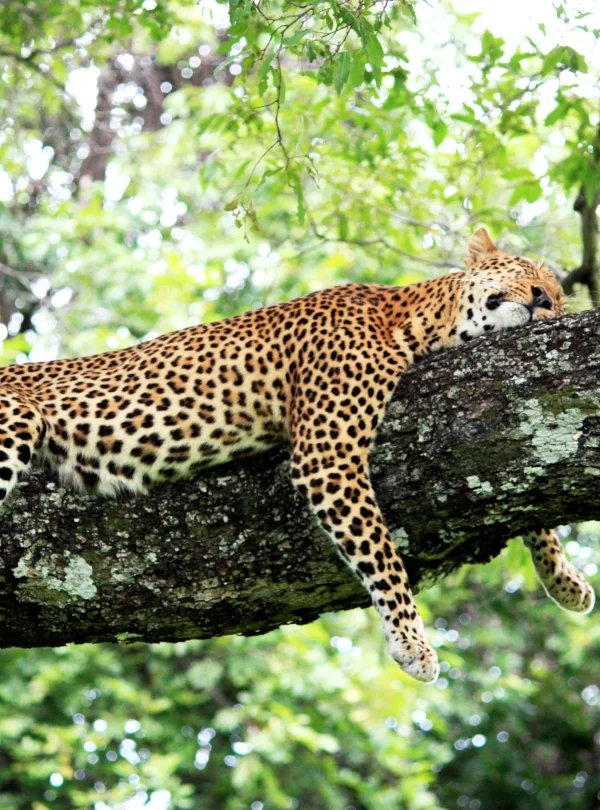 Zambia - Emozione dal bush - in campeggio