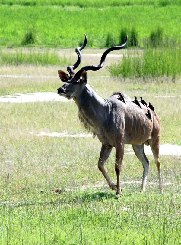 Zambia - Emozione dal bush - in campeggio