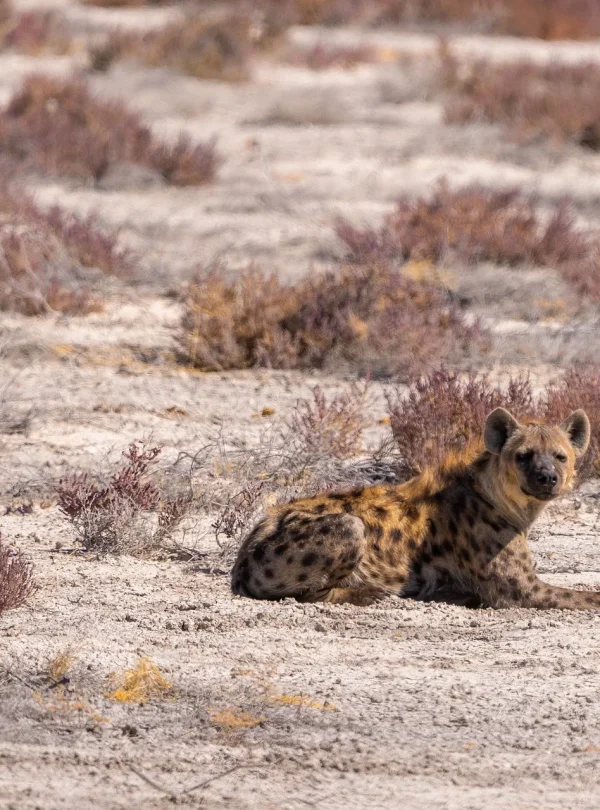 Overland - Namibia Botswana Desert & Delta