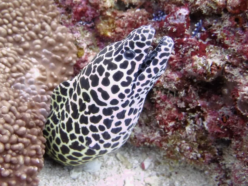 Tanzania e Mafia Island - Safari Essence e mare