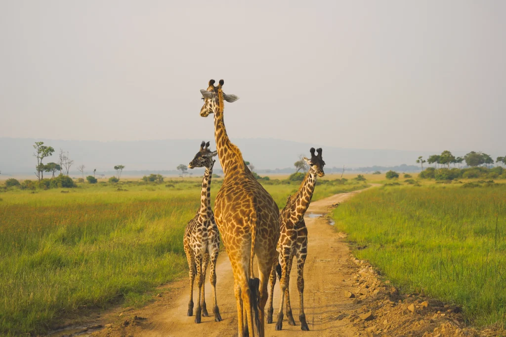 Kenya - I parchi del Nord