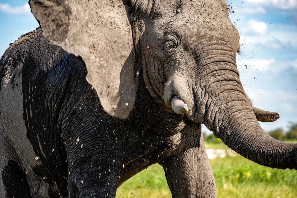 Botswana – Tuludi Camp