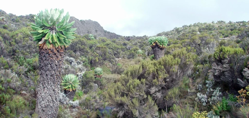 Trekking sul Kilimanjaro - Marangu Route