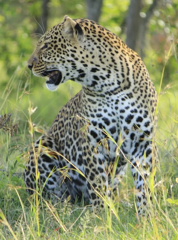 Kenya - Il Masai Mara, Amboseli e Tsavo