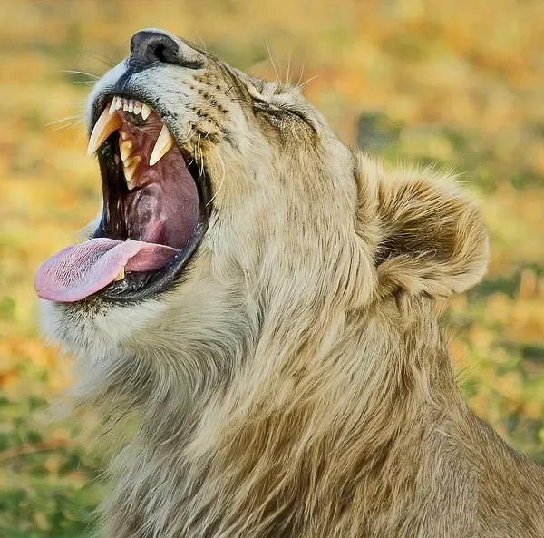 SudAfrica e Botswana - Ocean to Falls Explorer