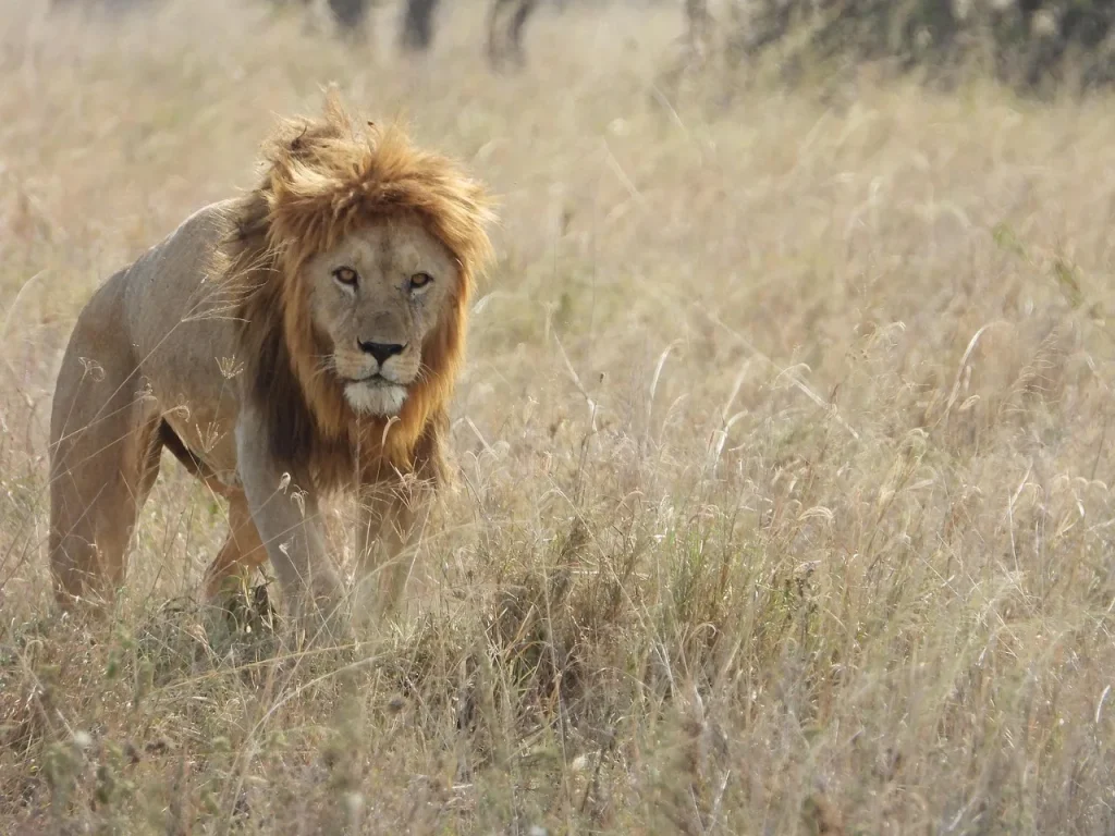 Tanzania : South Circuit