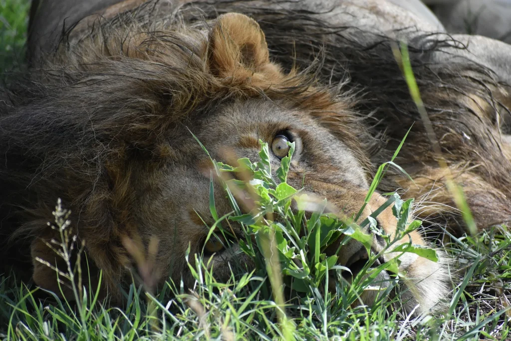Kenya - Il Masai Mara, Amboseli e Tsavo