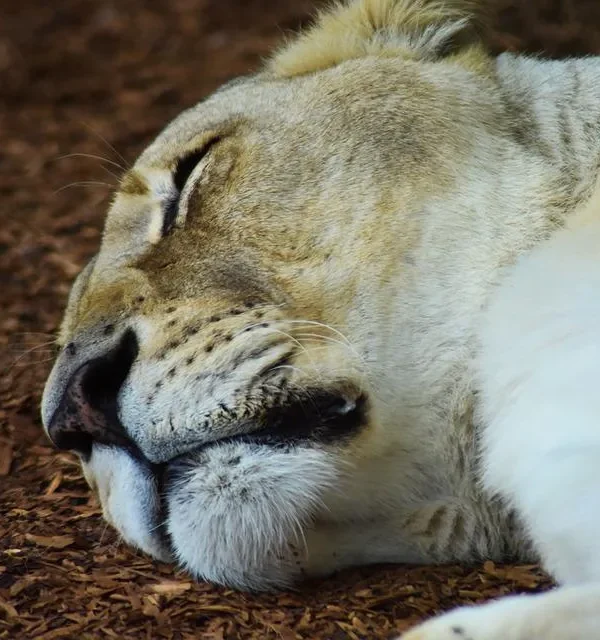 Ole Serai Luxury Camp Moru Kopjes