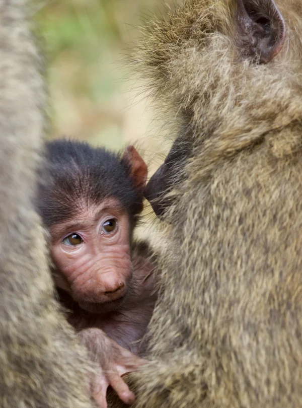 Tanzania - Le grandi pianure e Ngorongoro