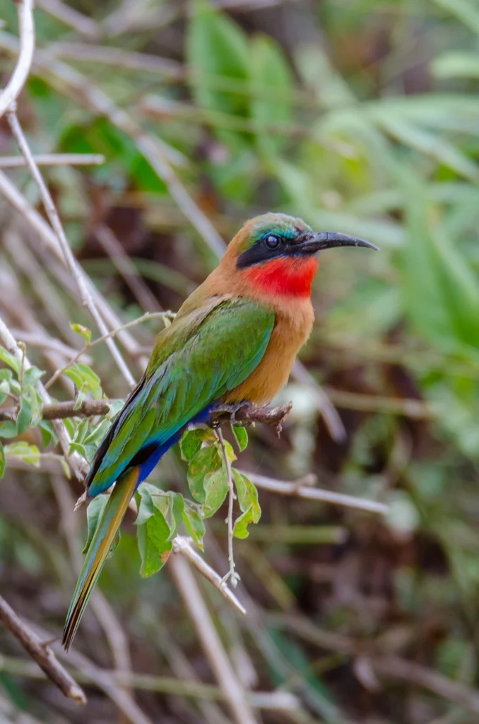 Uganda - Nilo Safari