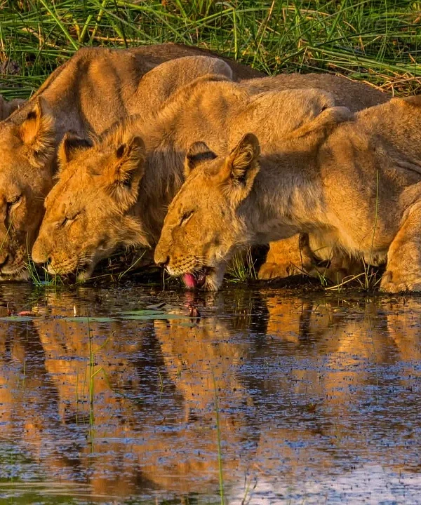 Botswana e Seychelles - Safari Focus e mare