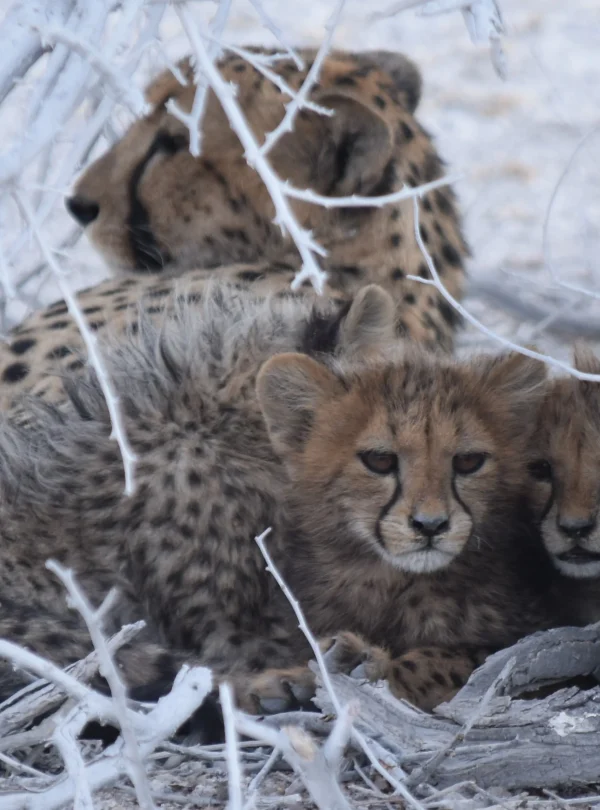 Namibia camping self drive