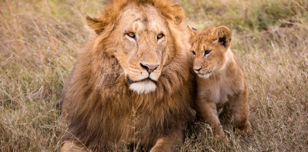 Tanzania - Le grandi pianure e Ngorongoro