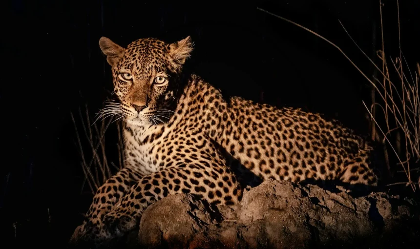 Safari notturni: l’Africa selvaggia che prende vita dopo il tramonto