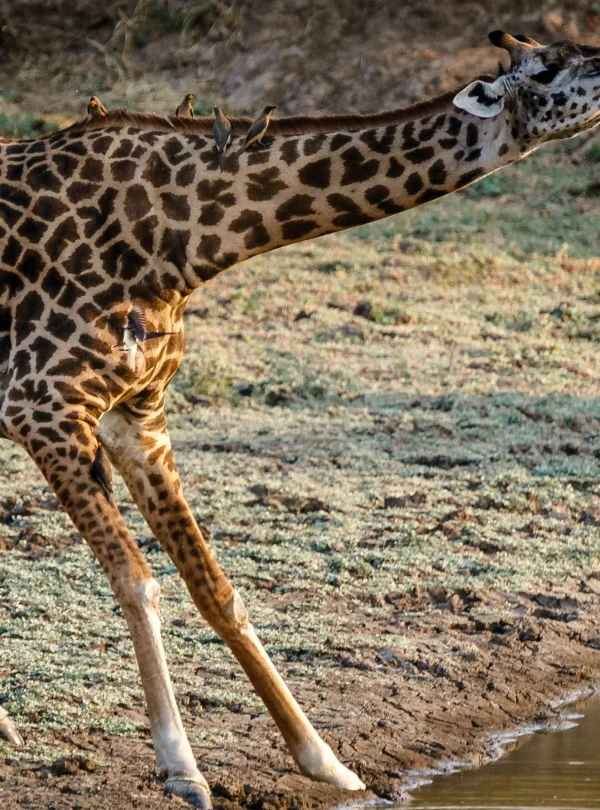 Zambia - Emozione dal bush - in campeggio