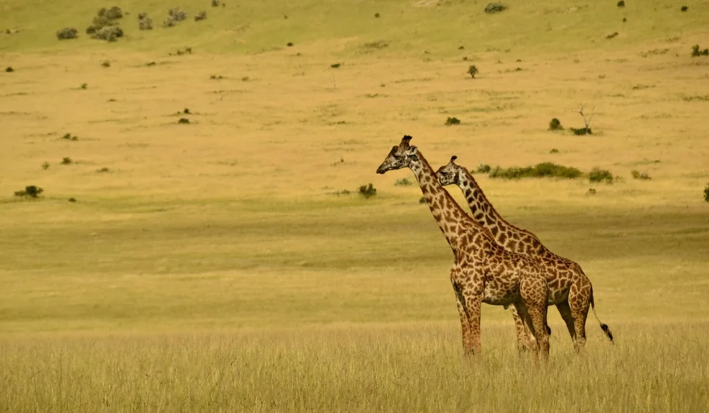 Tanzania Exploration