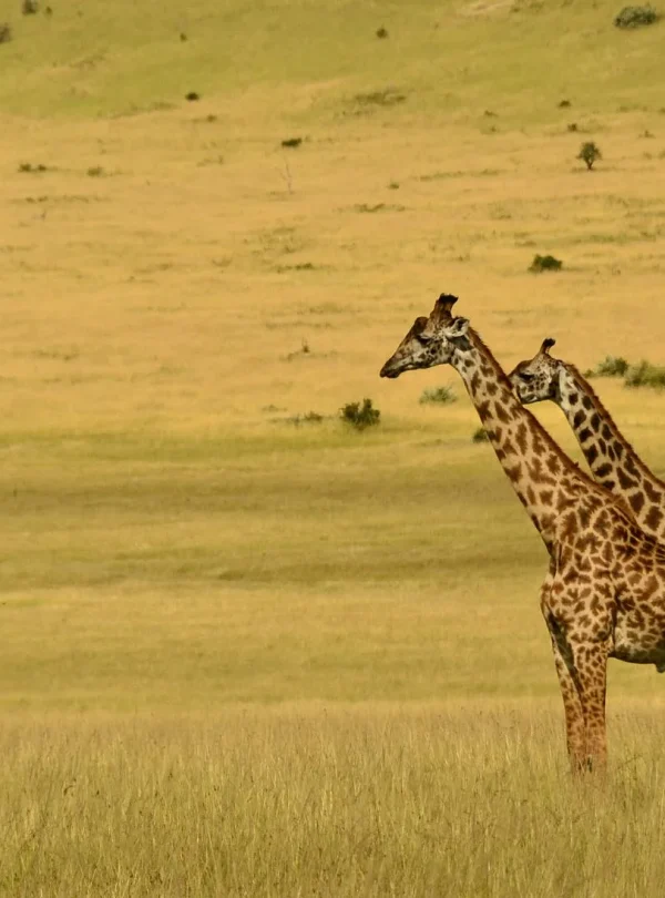 Tanzania Exploration