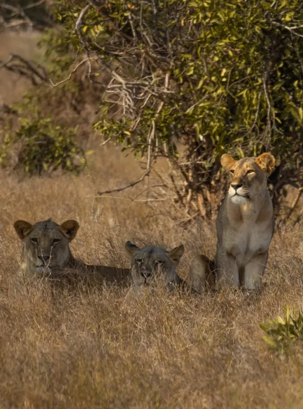 Tanzania Exploration