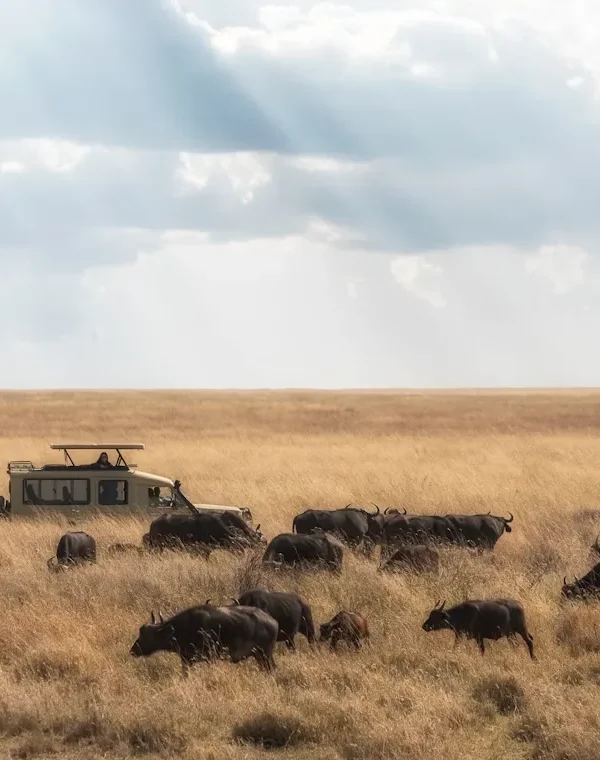 Tanzania - Serengeti Special