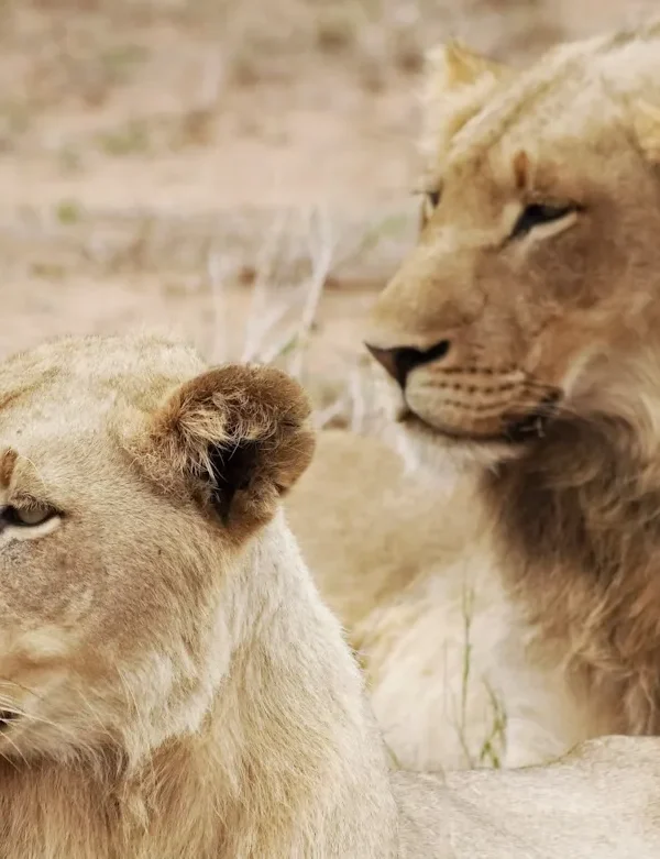 Tanzania - Serengeti Special