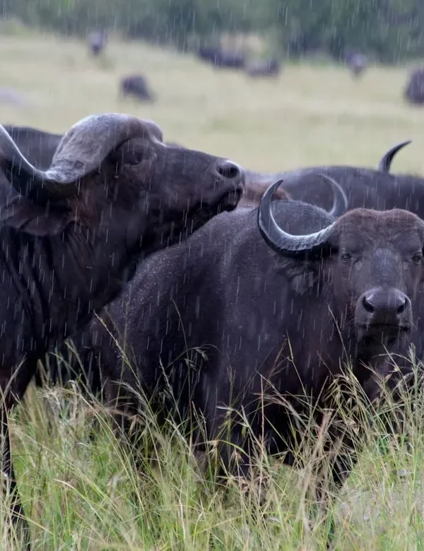 Tanzania: Northern Circuit