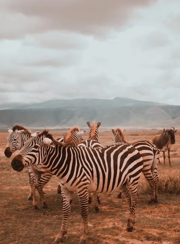 Tanzania: Northern Circuit