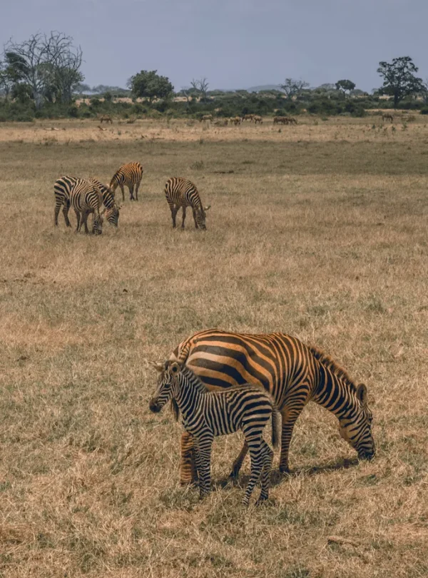 Kenya - Kilambo Train Safari da Nairobi a Mombasa