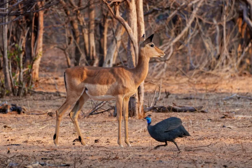 Botswana: Wildlife Lodge Safari