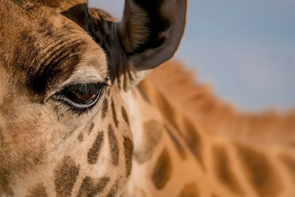 Kenya – Nairobi – Giraffe Manor Boutique Hotel