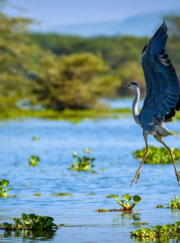Kenya - I grandi laghi, Amboseli e il Masai Mara