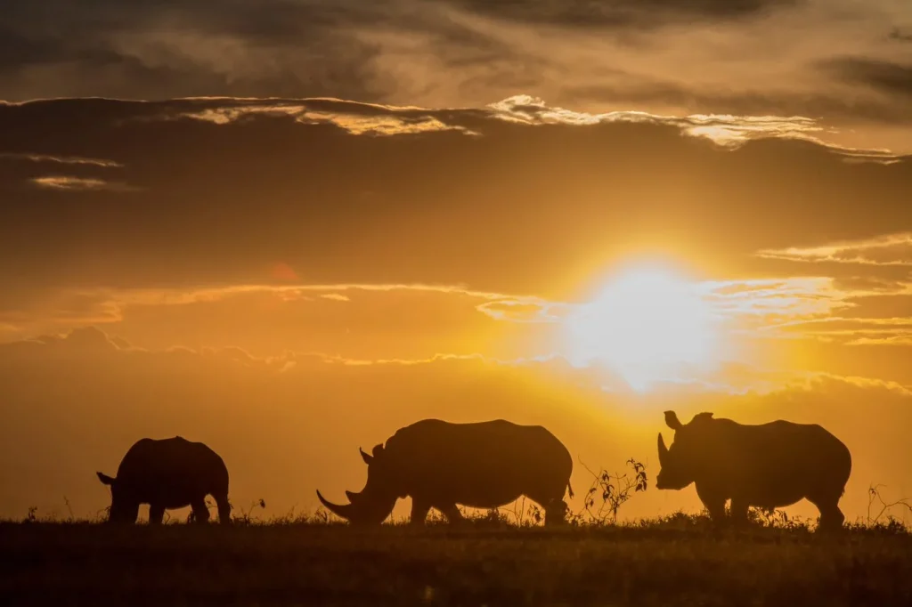 Kenya – Solio Lodge