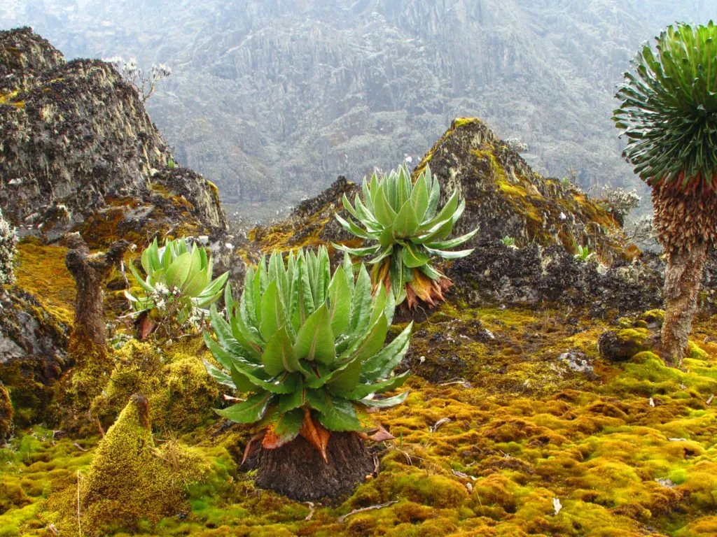 Trekking sui Monti Rwenzori