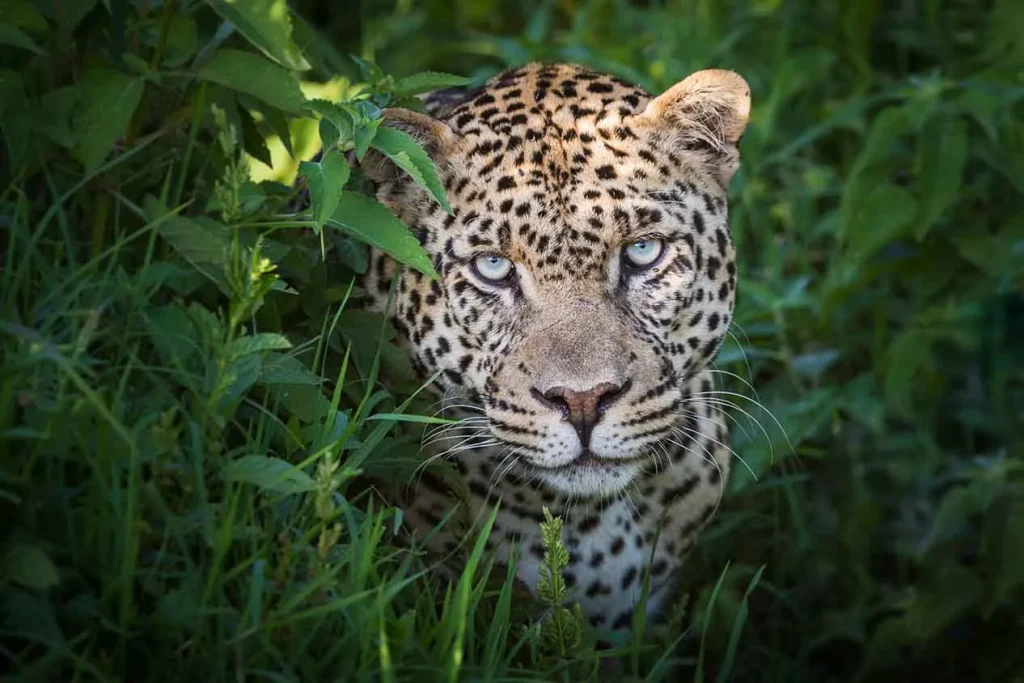 Kenya – Solio Lodge