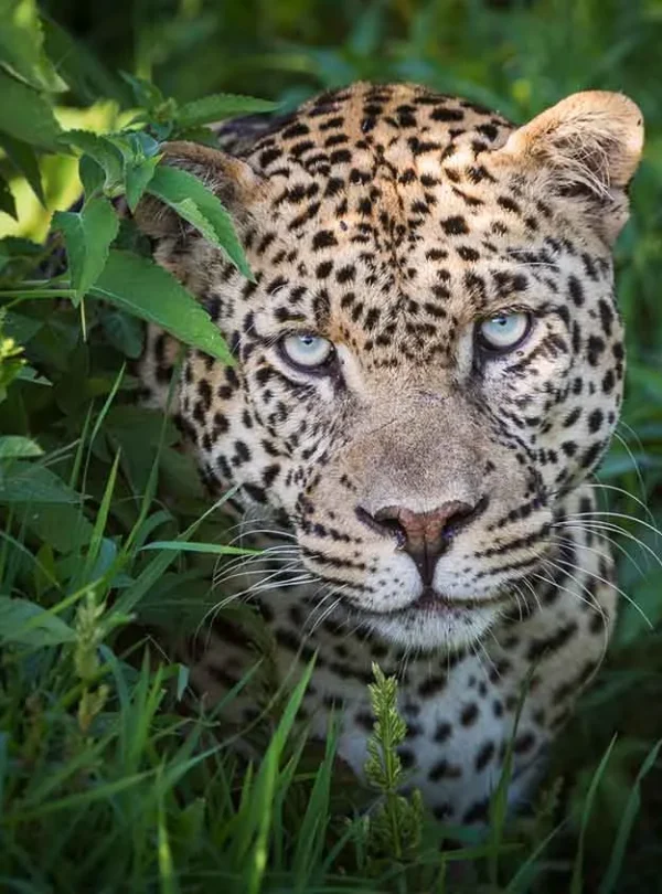 Kenya – Solio Lodge