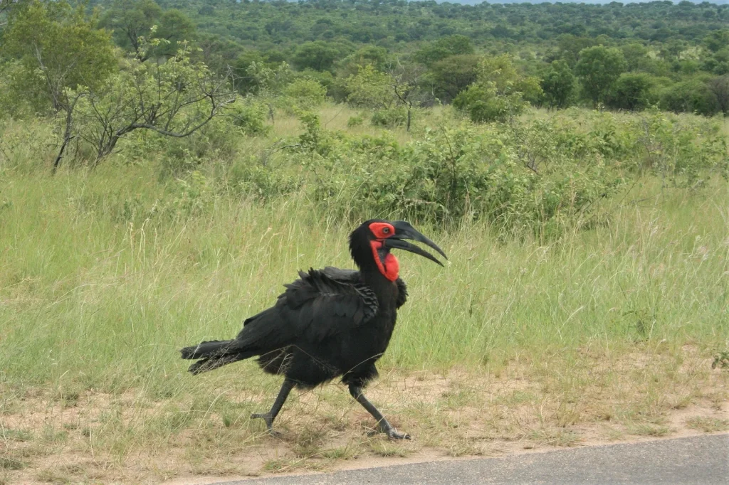Overland - Trade route