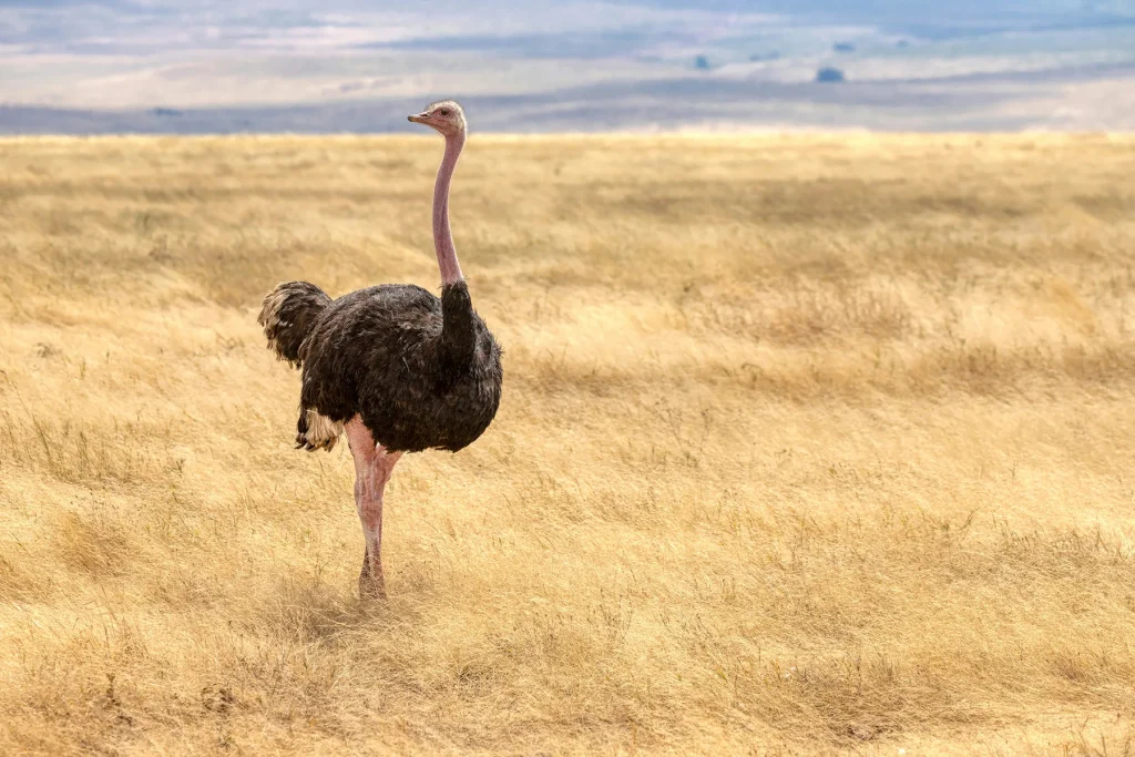 Kenya - Safari Essenza