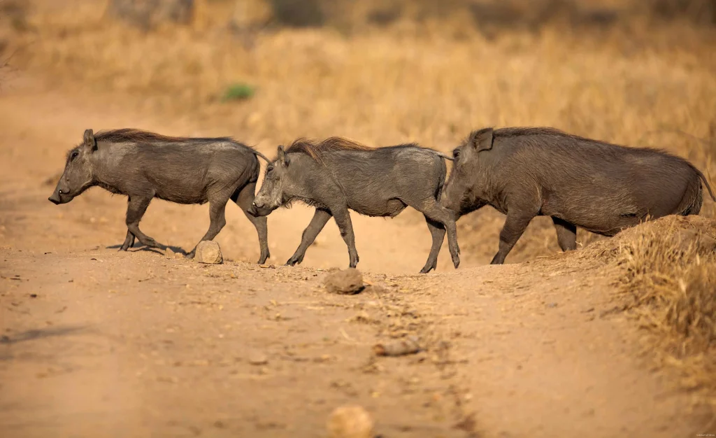 Tarangire Kuru Treetops Lodge
