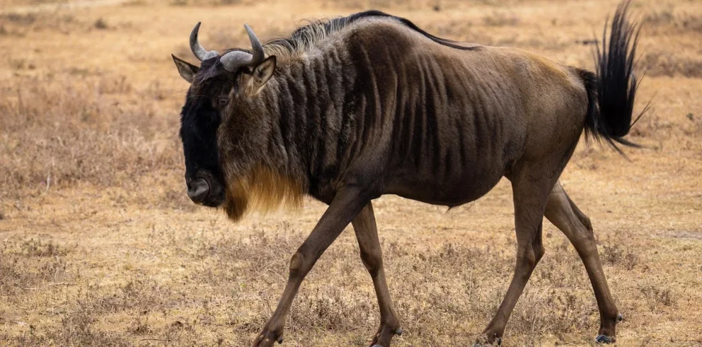 Tanzania : South Circuit