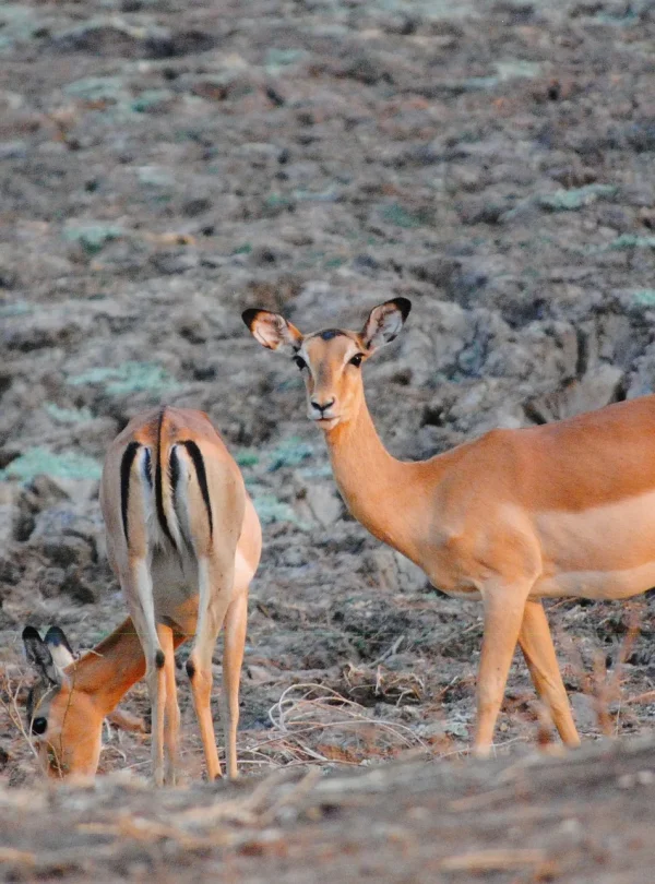 Overland - Trade route